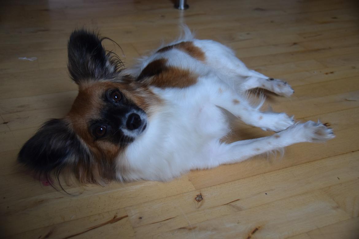 Blanding af racer Chanel billede 12