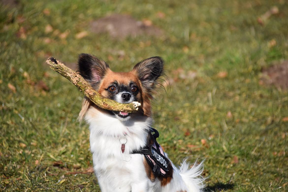 Blanding af racer Chanel billede 1