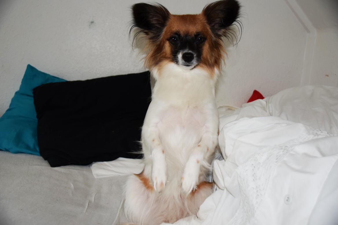 Blanding af racer Chanel billede 14