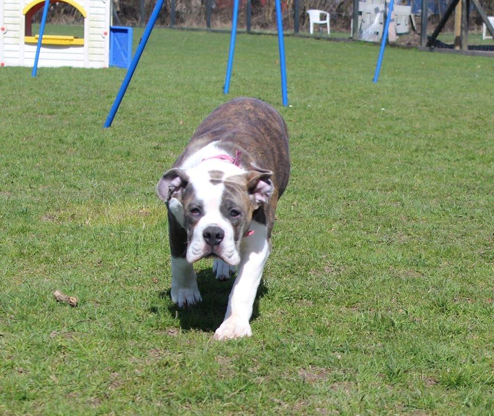 Olde english bulldogge DiamondBulls Anastasia aka "Åse" - 4½ mdr / 19 uger billede 9