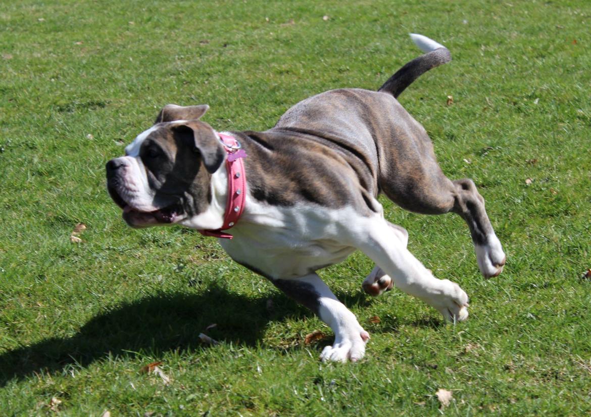 Olde english bulldogge DiamondBulls Anastasia aka "Åse" - 4½ mdr / 19 uger billede 7