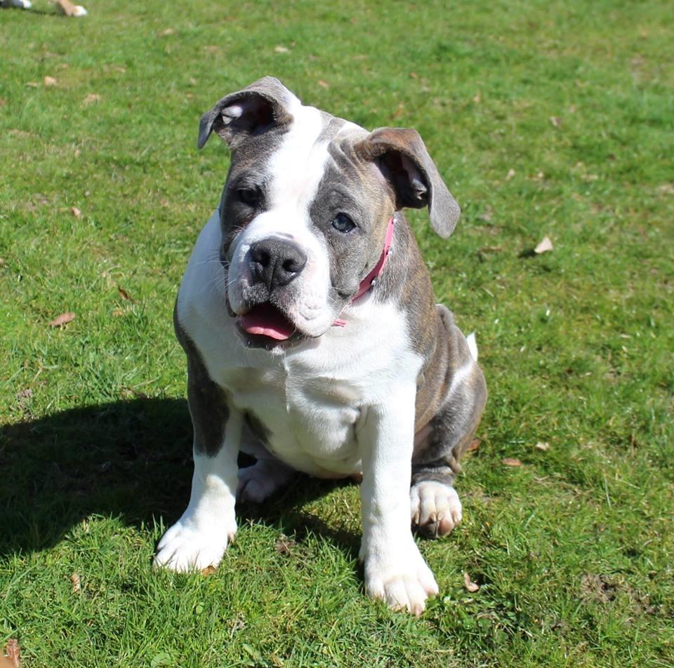 Olde english bulldogge DiamondBulls Anastasia aka "Åse" - 4½ mdr / 19 uger billede 8