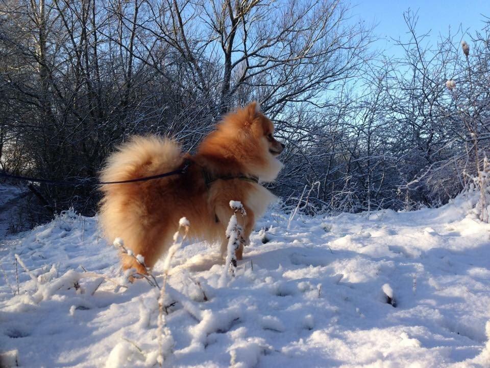 Pomeranian Topsy´s Tino billede 5