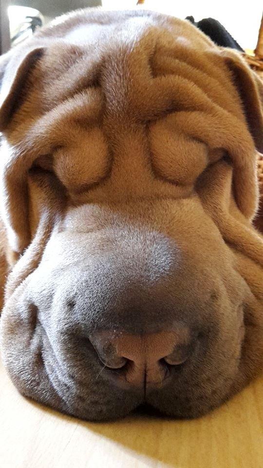 Shar pei Chuck Norris billede 1