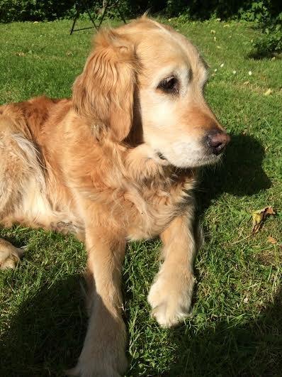 Golden retriever Cuba - Hun nyder solen!;-) billede 5