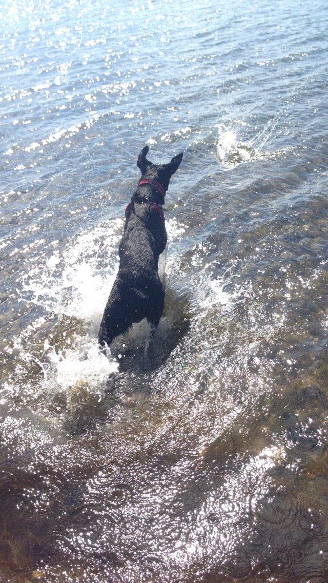 Blanding af racer Maggie billede 40