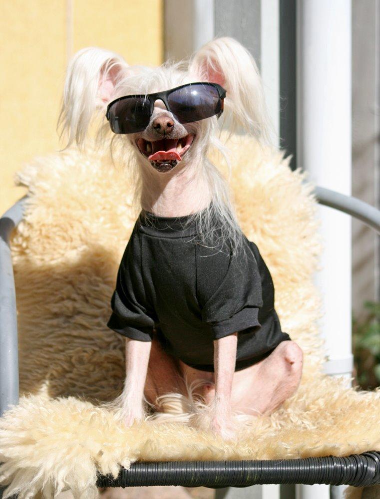 Chinese crested hårløs Silas - Too cool for school ;) *april 2015* billede 9