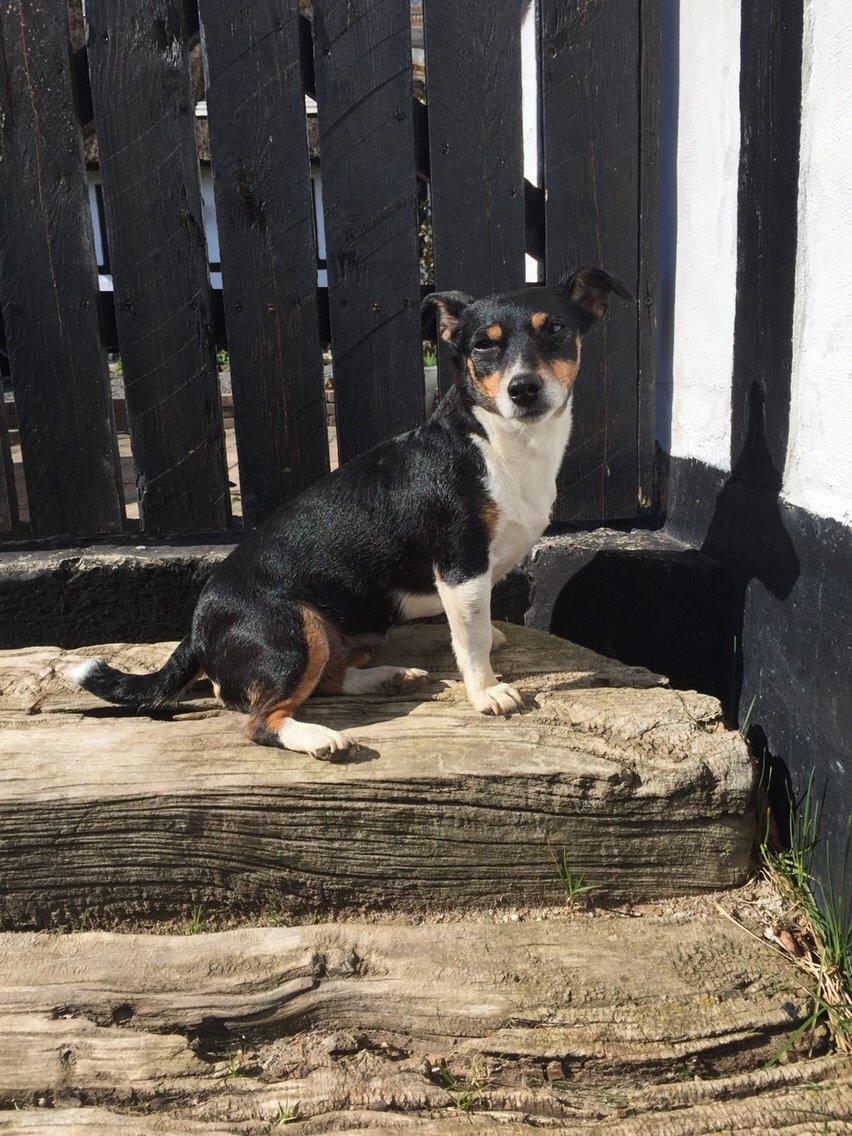 Jack russell terrier Pepsi billede 1