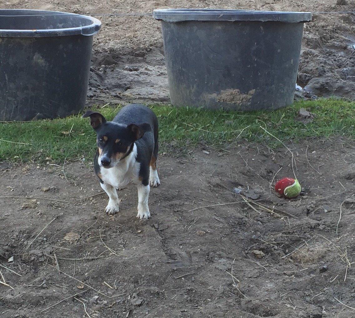 Jack russell terrier Pepsi billede 2