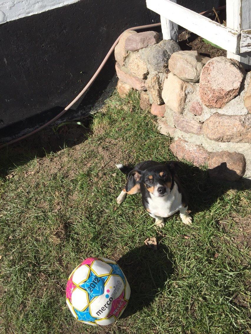 Jack russell terrier Pepsi billede 3