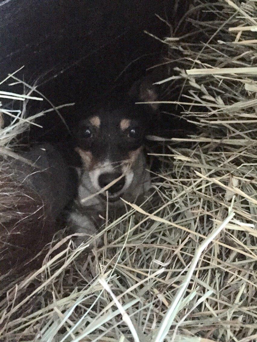 Jack russell terrier Pepsi billede 4