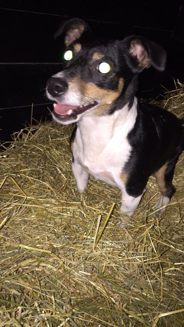 Jack russell terrier Pepsi billede 5