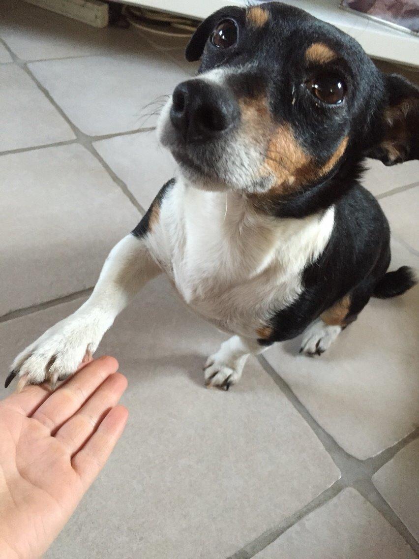 Jack russell terrier Pepsi billede 7