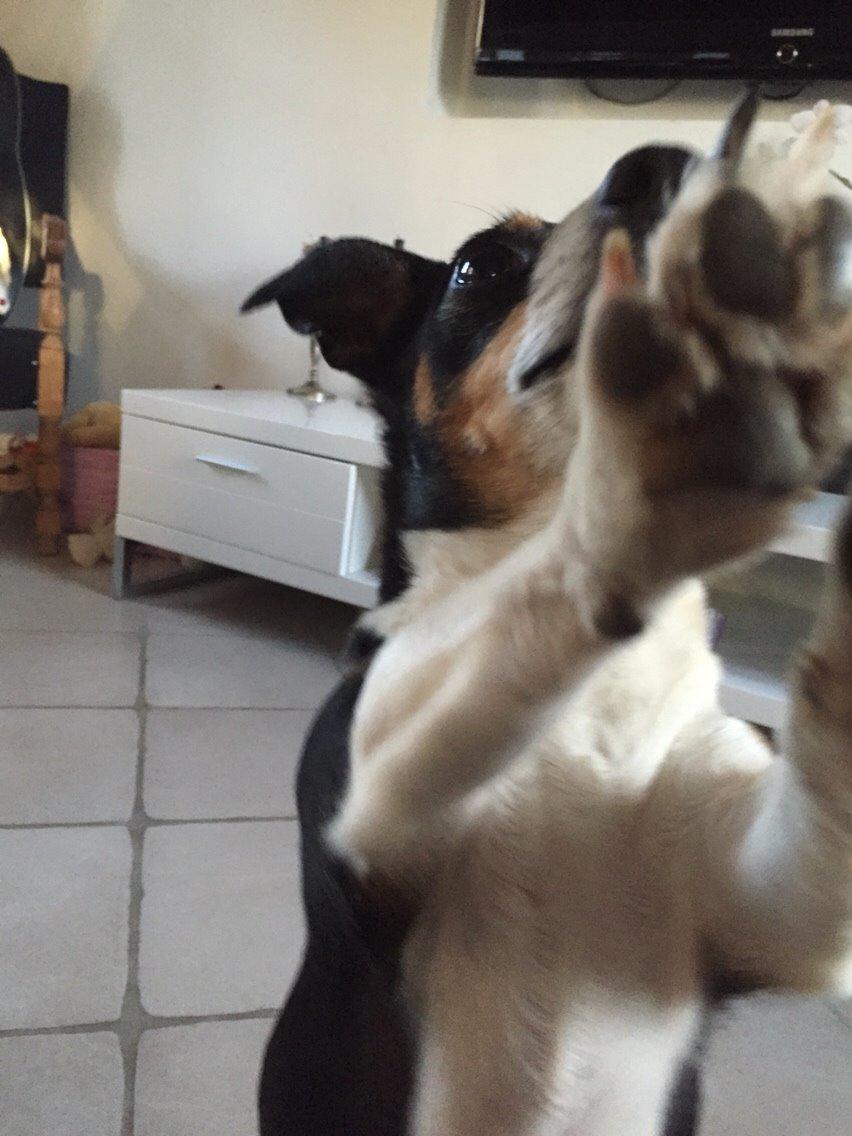 Jack russell terrier Pepsi billede 6