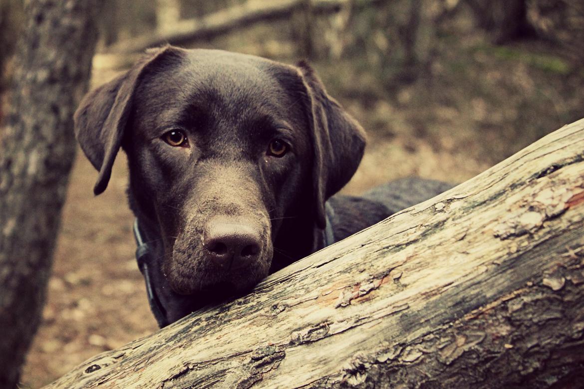 Labrador retriever Fella AKA Floppen billede 32