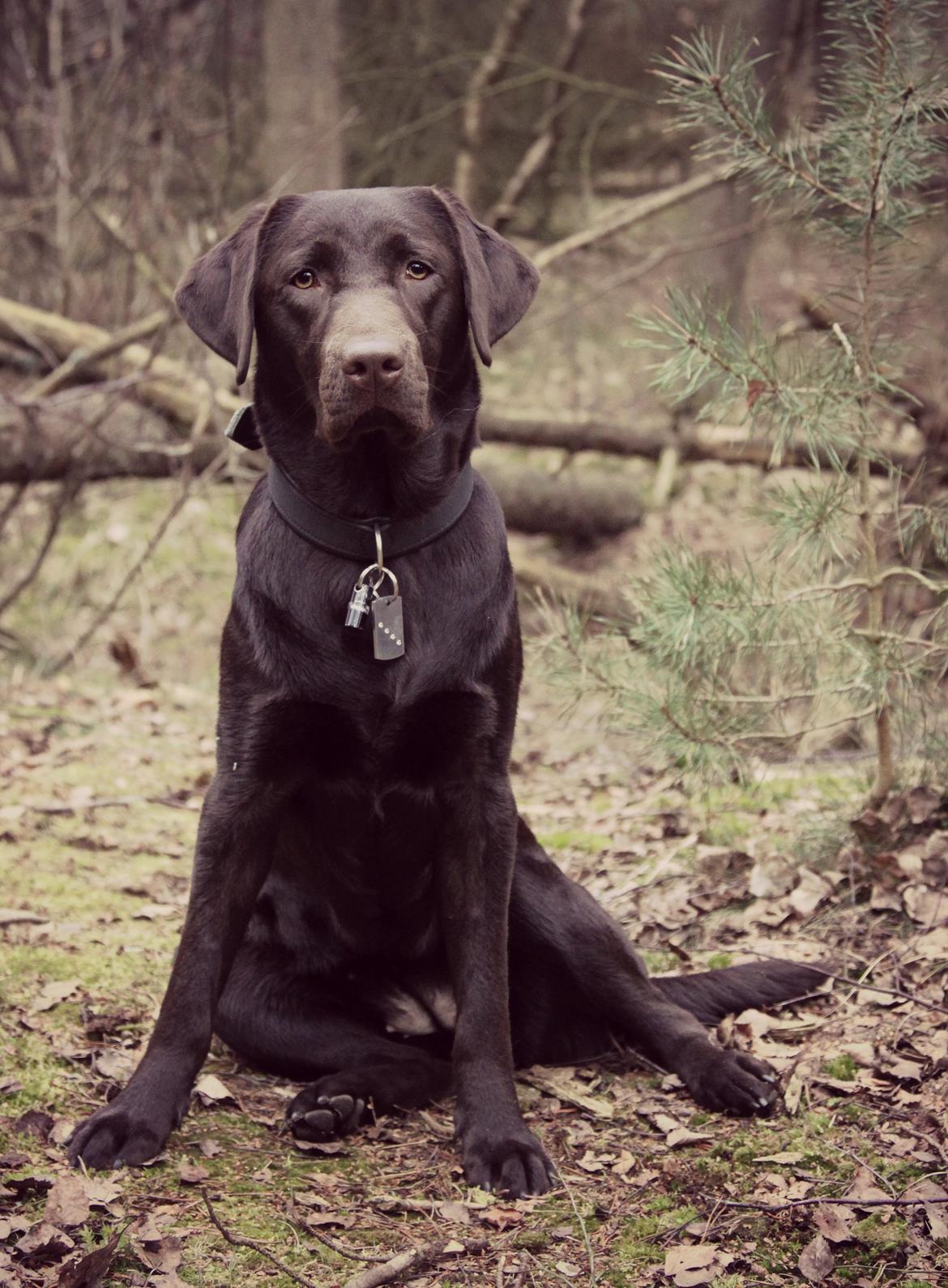 Labrador retriever Fella AKA Floppen billede 33