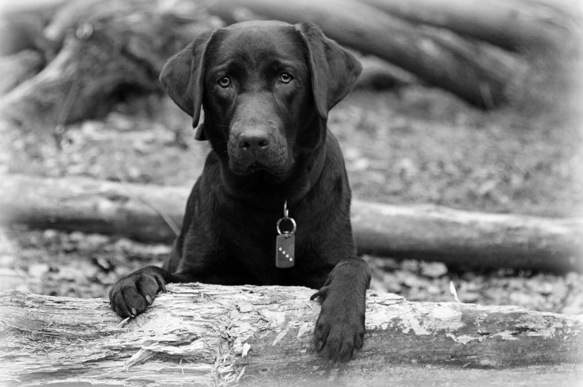 Labrador retriever Fella AKA Floppen billede 35