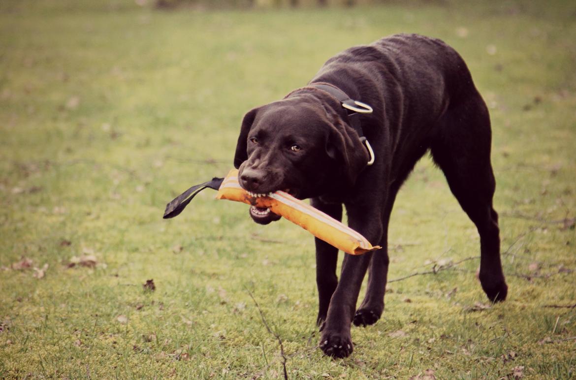 Labrador retriever Fella AKA Floppen billede 18