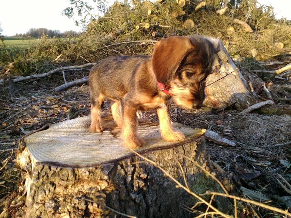 Gravhund Møffe - Møffe 3 mdr. - En lækker aftenstur :) billede 16