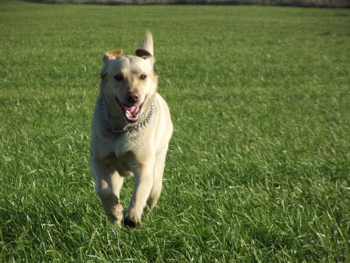 Labrador retriever Ziggi billede 9