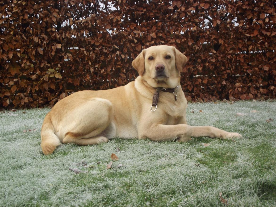 Labrador retriever Ziggi billede 11