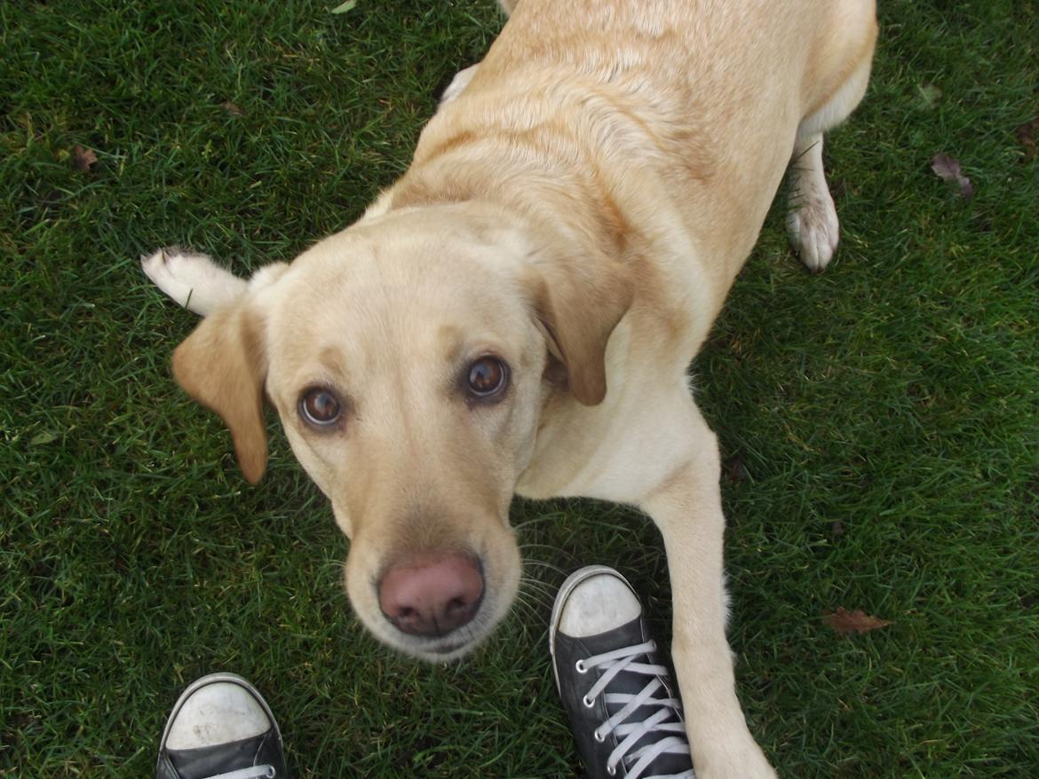 Labrador retriever Ziggi billede 12