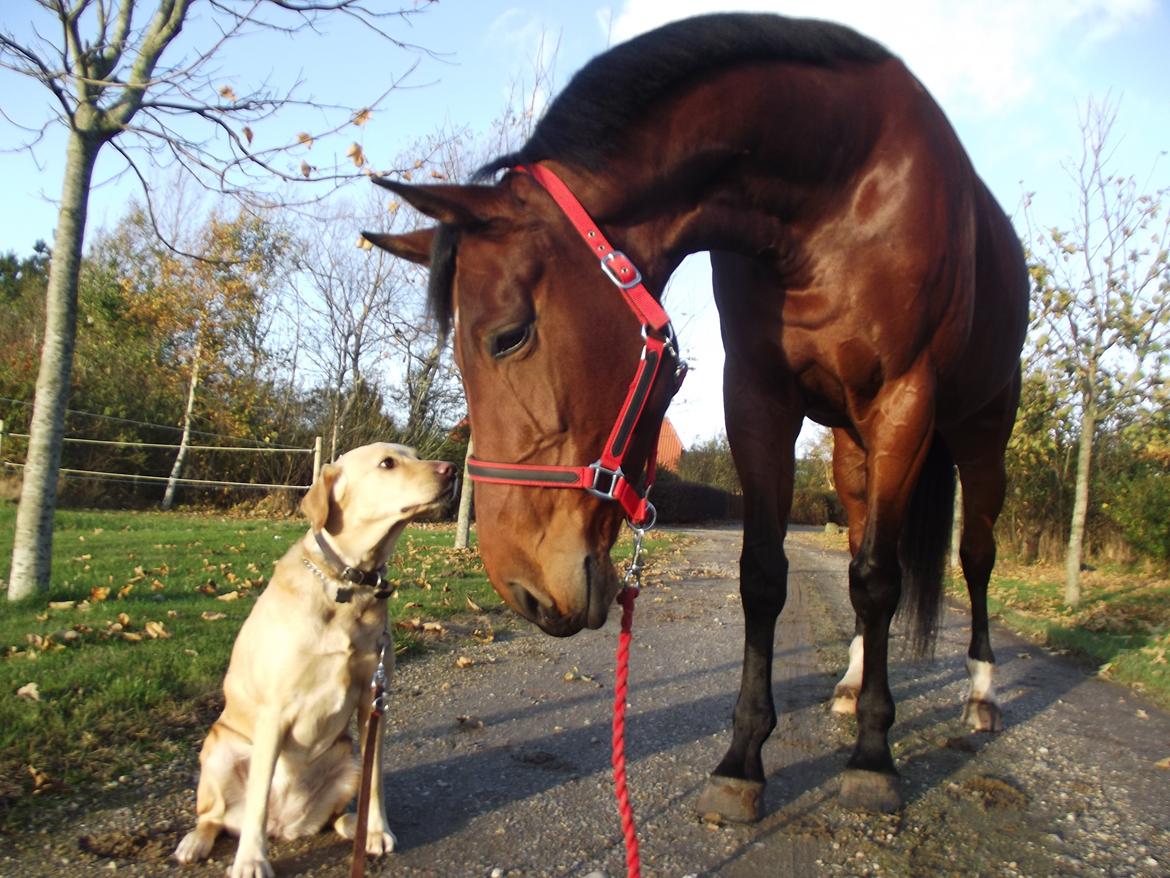 Labrador retriever Ziggi billede 10