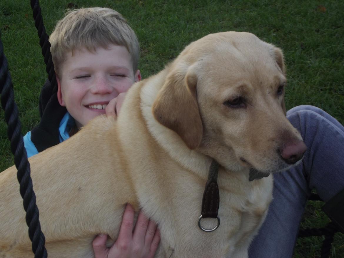 Labrador retriever Ziggi billede 13