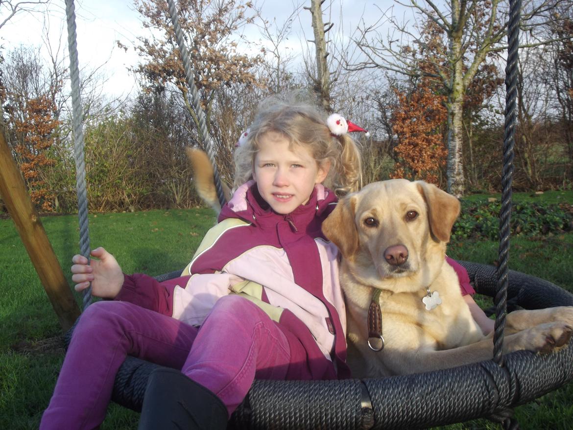 Labrador retriever Ziggi billede 14