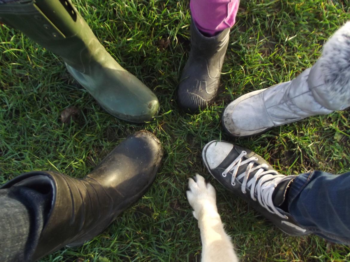 Labrador retriever Ziggi billede 15