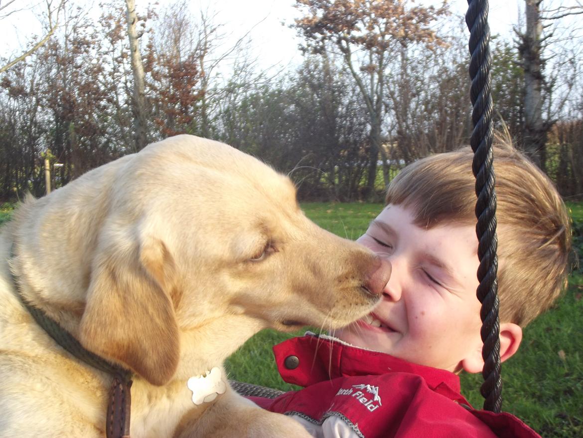 Labrador retriever Ziggi billede 16