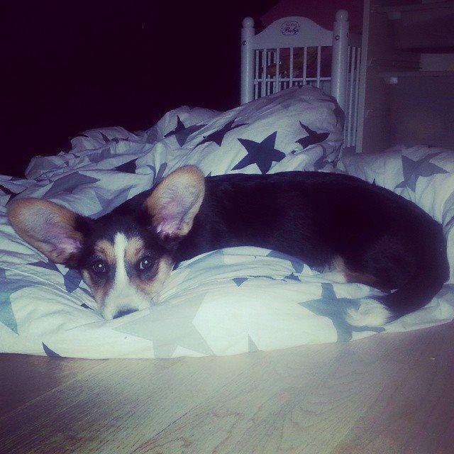 Welsh corgi cardigan Esther billede 32