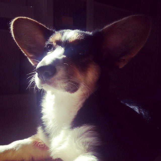 Welsh corgi cardigan Esther billede 33