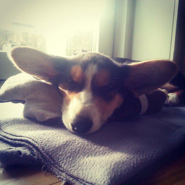 Welsh corgi cardigan Esther billede 31