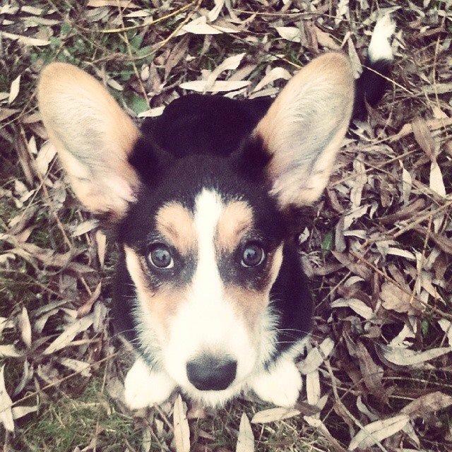 Welsh corgi cardigan Esther billede 34