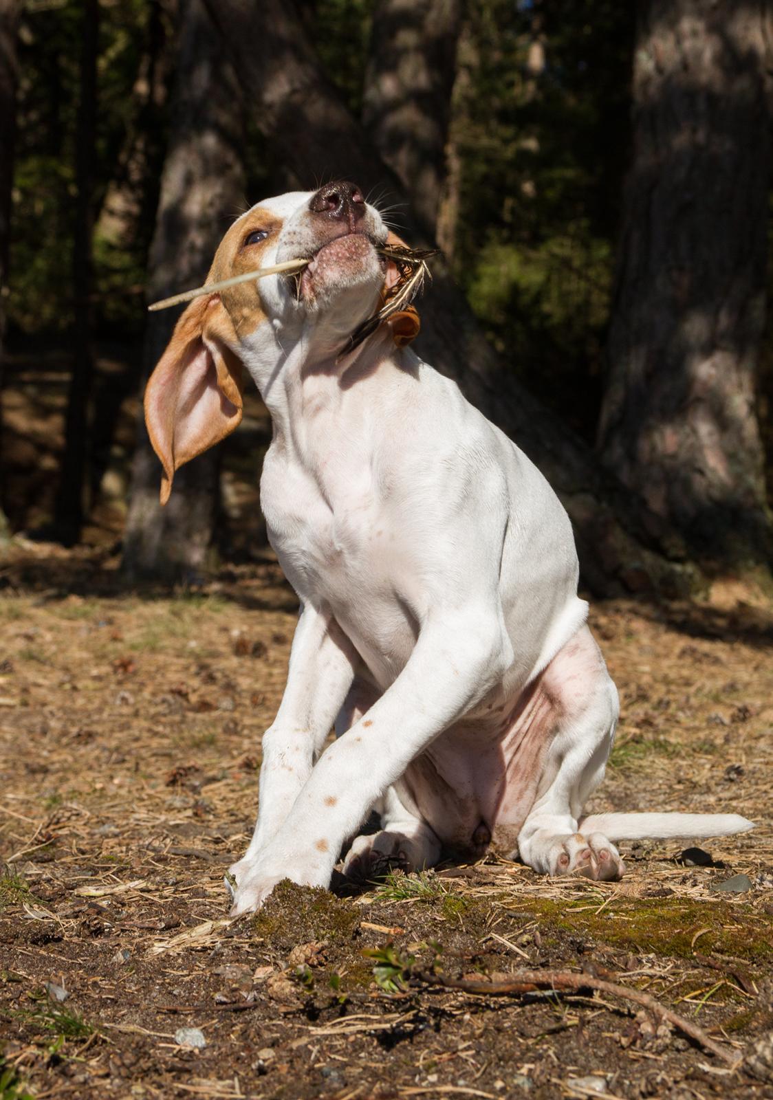 Pointer Tundra - April 2015 billede 2