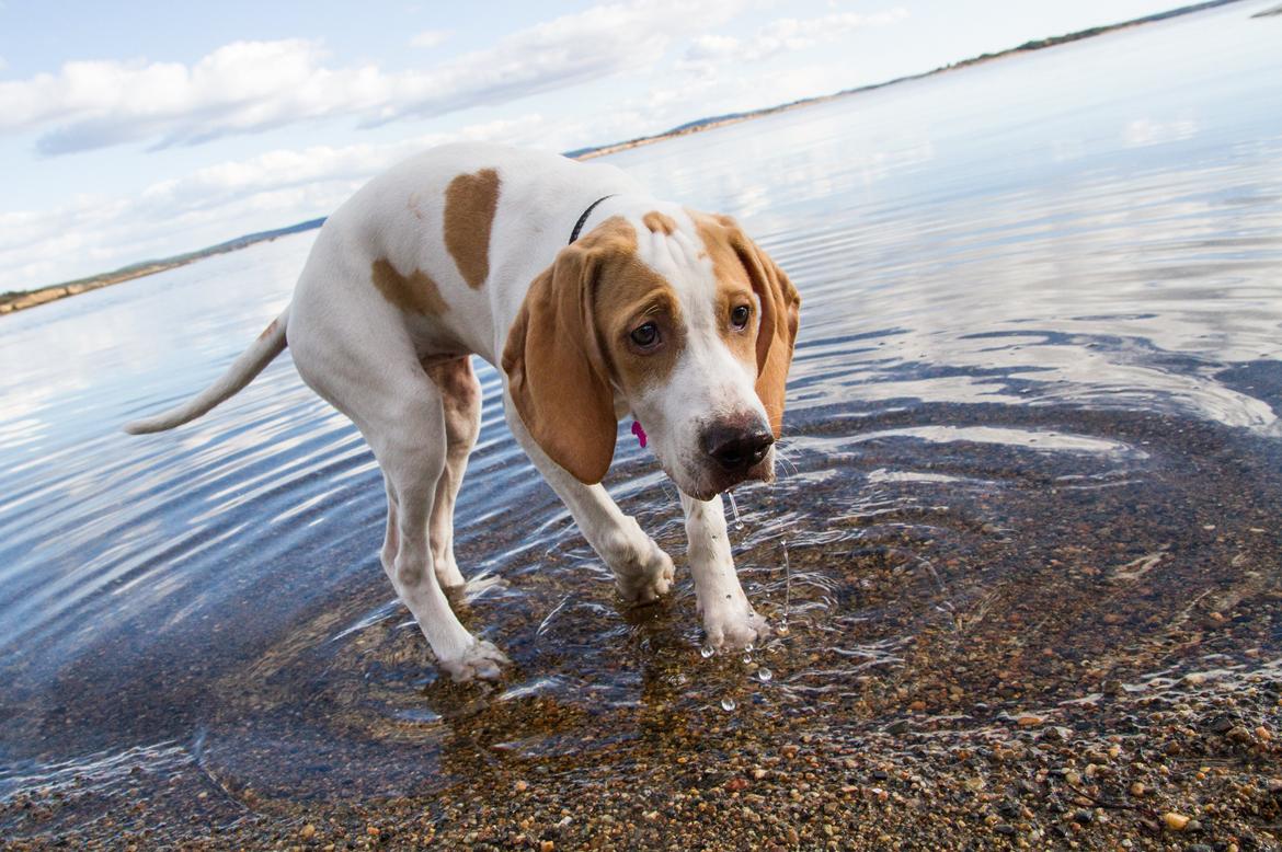 Pointer Tundra - April 2015 billede 3