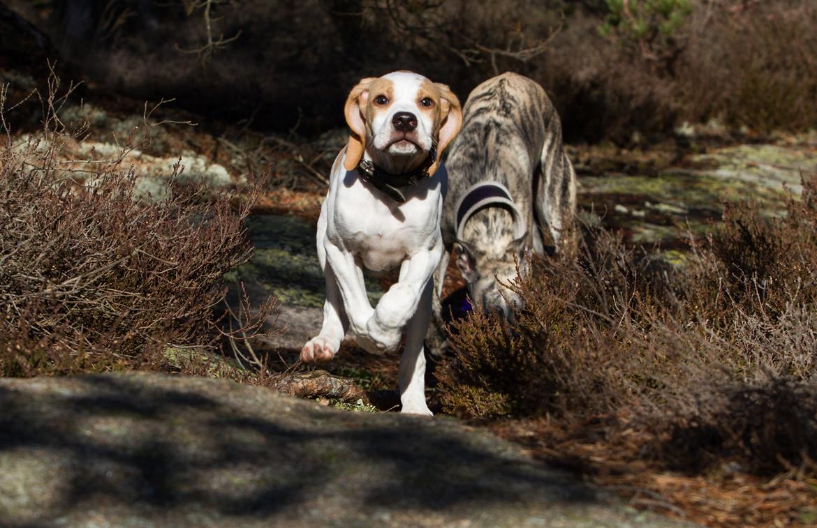 Pointer Tundra - Mars 2015 billede 5