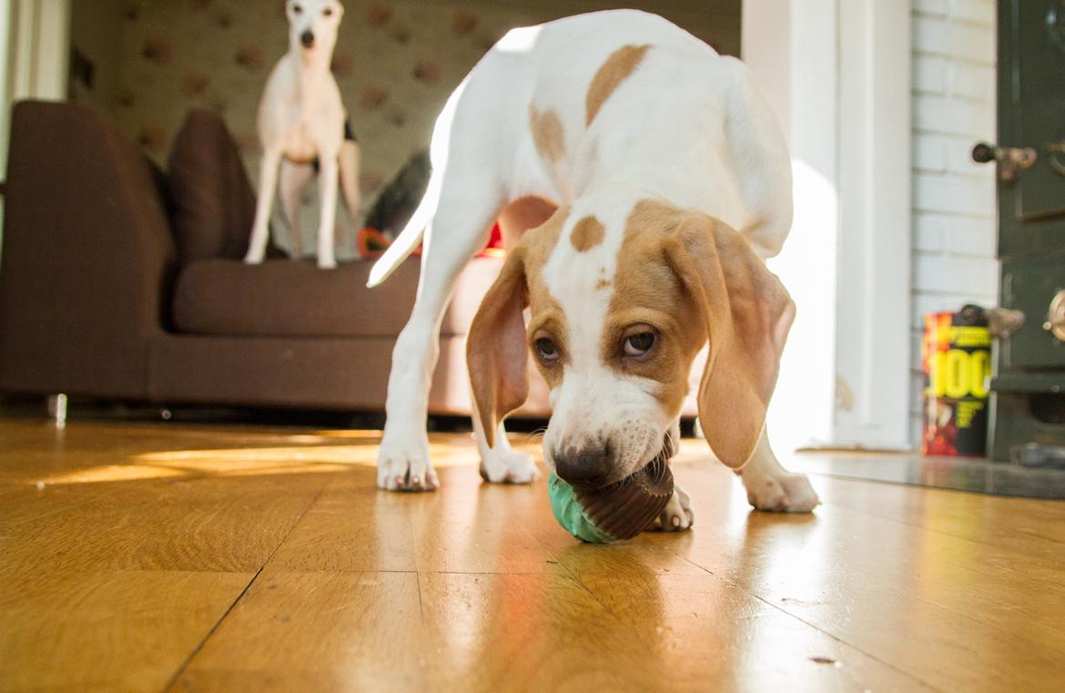 Pointer Tundra - Mars 2015 billede 6