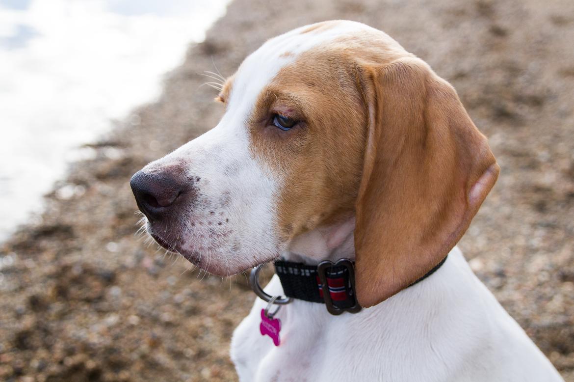 Pointer Tundra - April 2015 billede 4