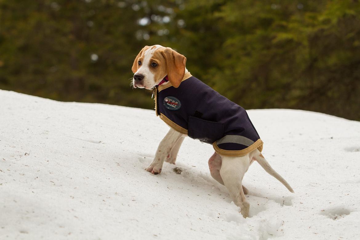 Pointer Tundra - Mars 2015 billede 7