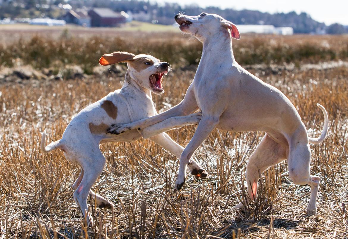 Pointer Tundra - Mars 2015 billede 9