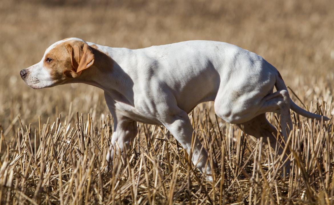 Pointer Tundra - Mars 2015 billede 8