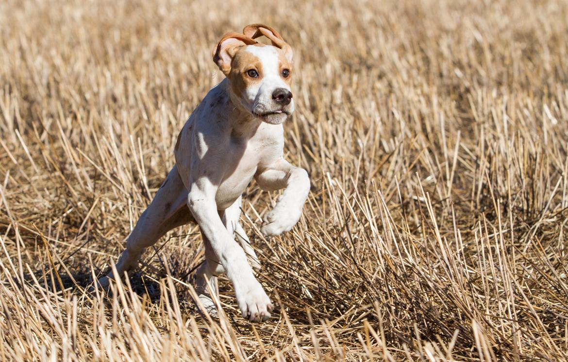 Pointer Tundra - Mars 2015 billede 10