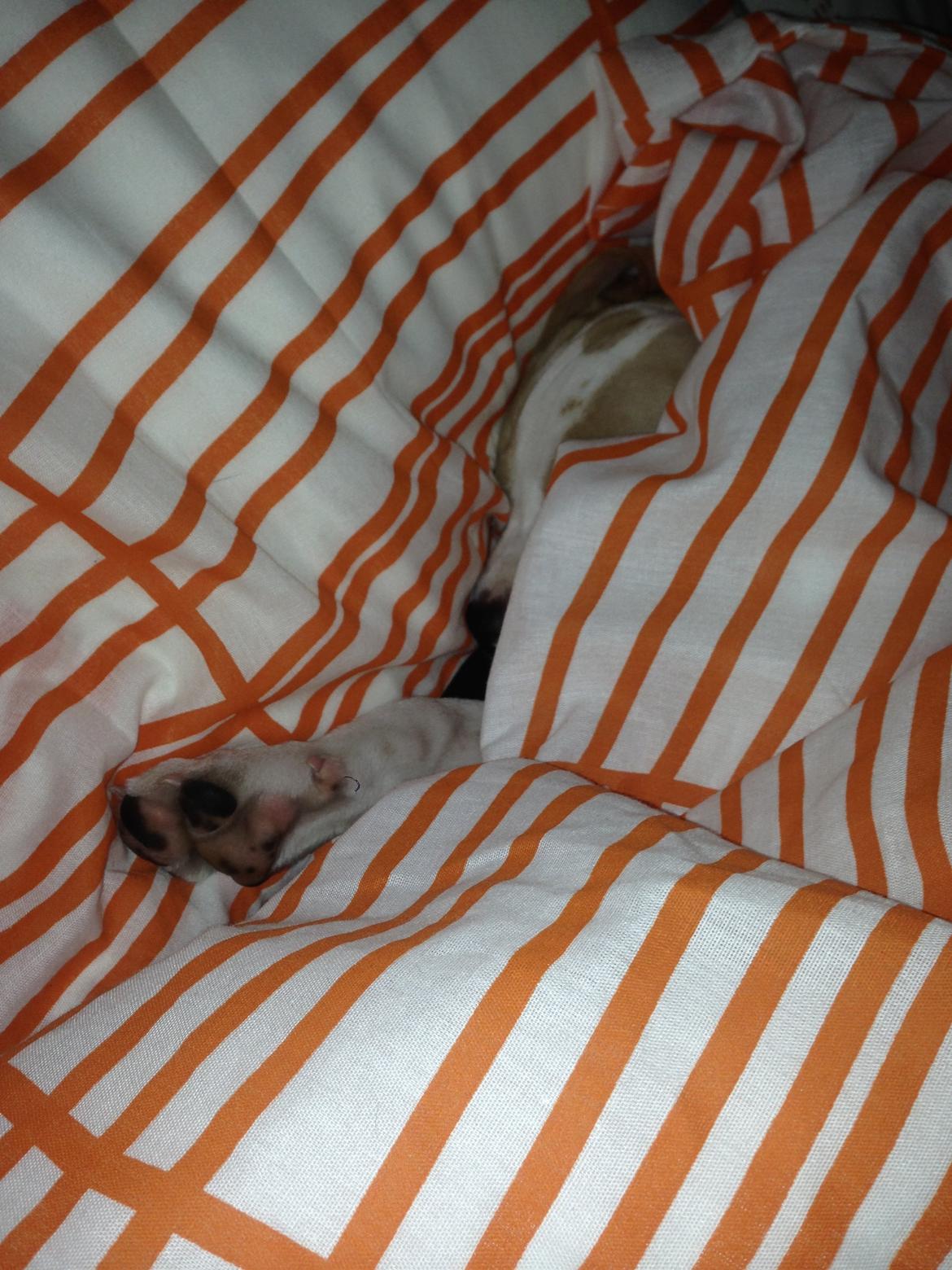 Pointer Tundra - Februar 2015 billede 12