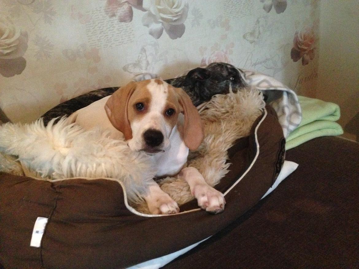 Pointer Tundra - Mars 2015 billede 14