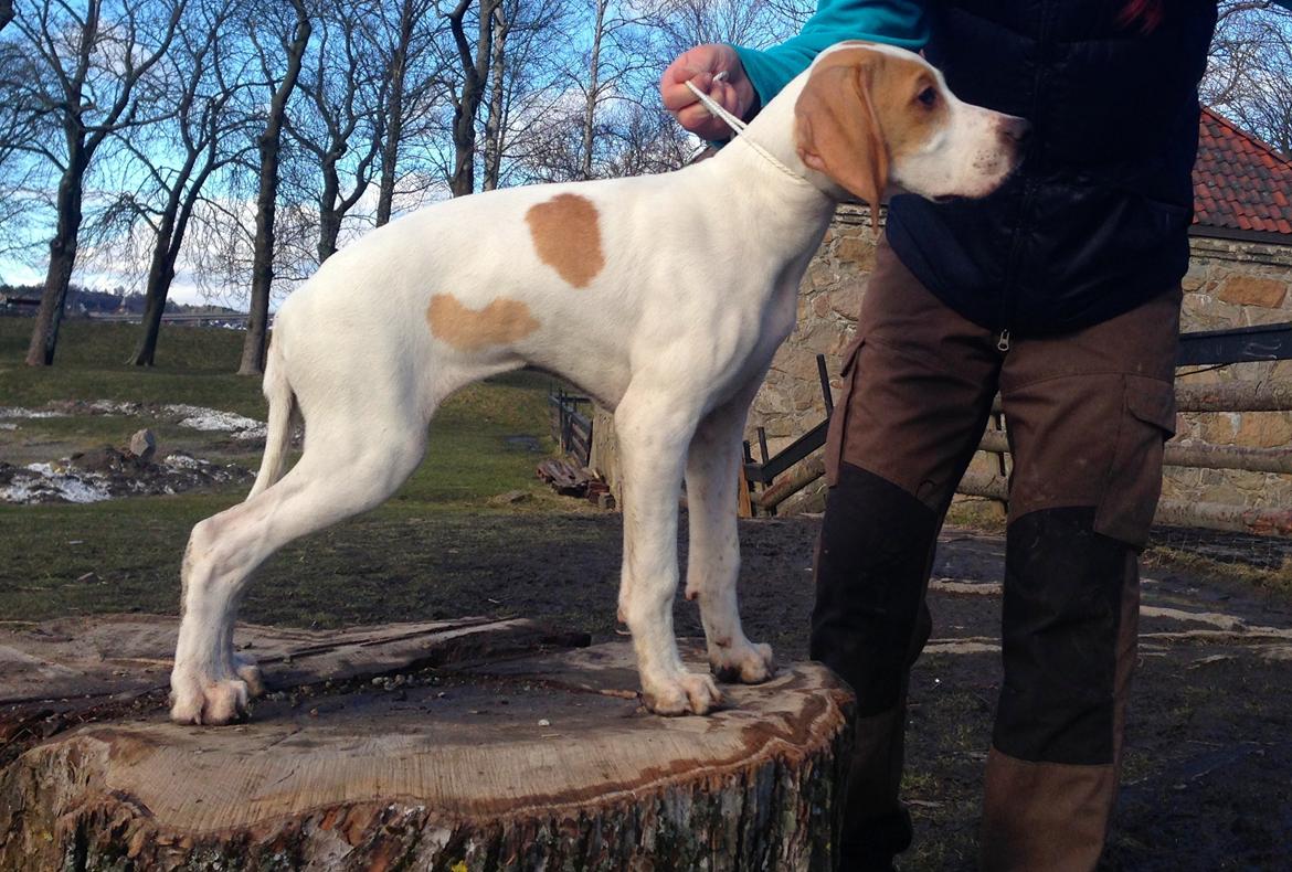 Pointer Tundra - 3mnd - Mars 2015 billede 15