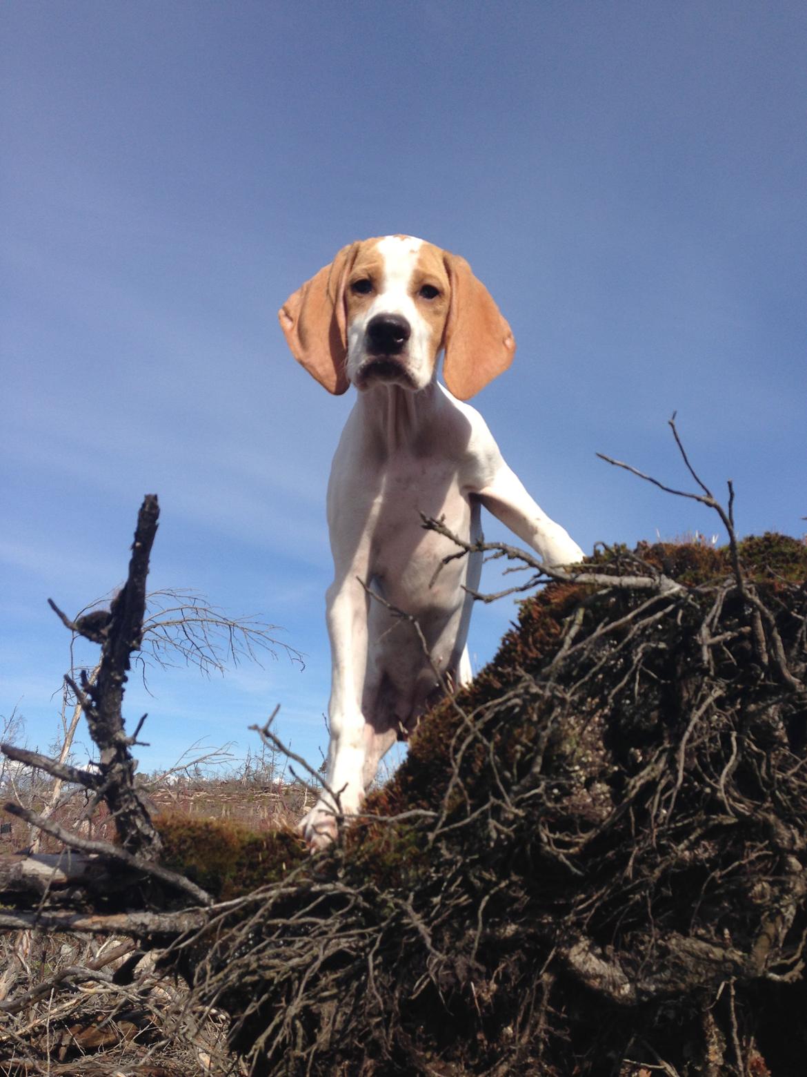 Pointer Tundra - Mars 2015 billede 16