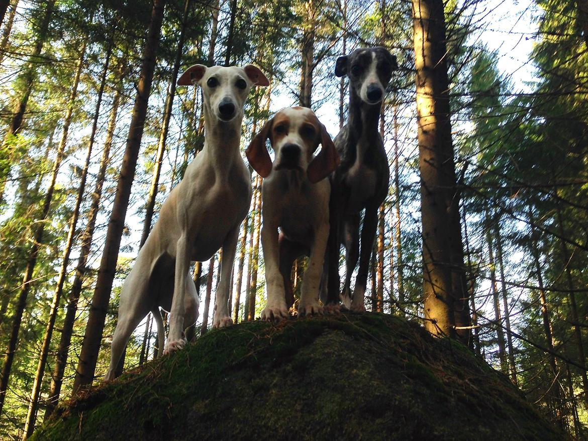 Pointer Tundra - Mars 2015 billede 17