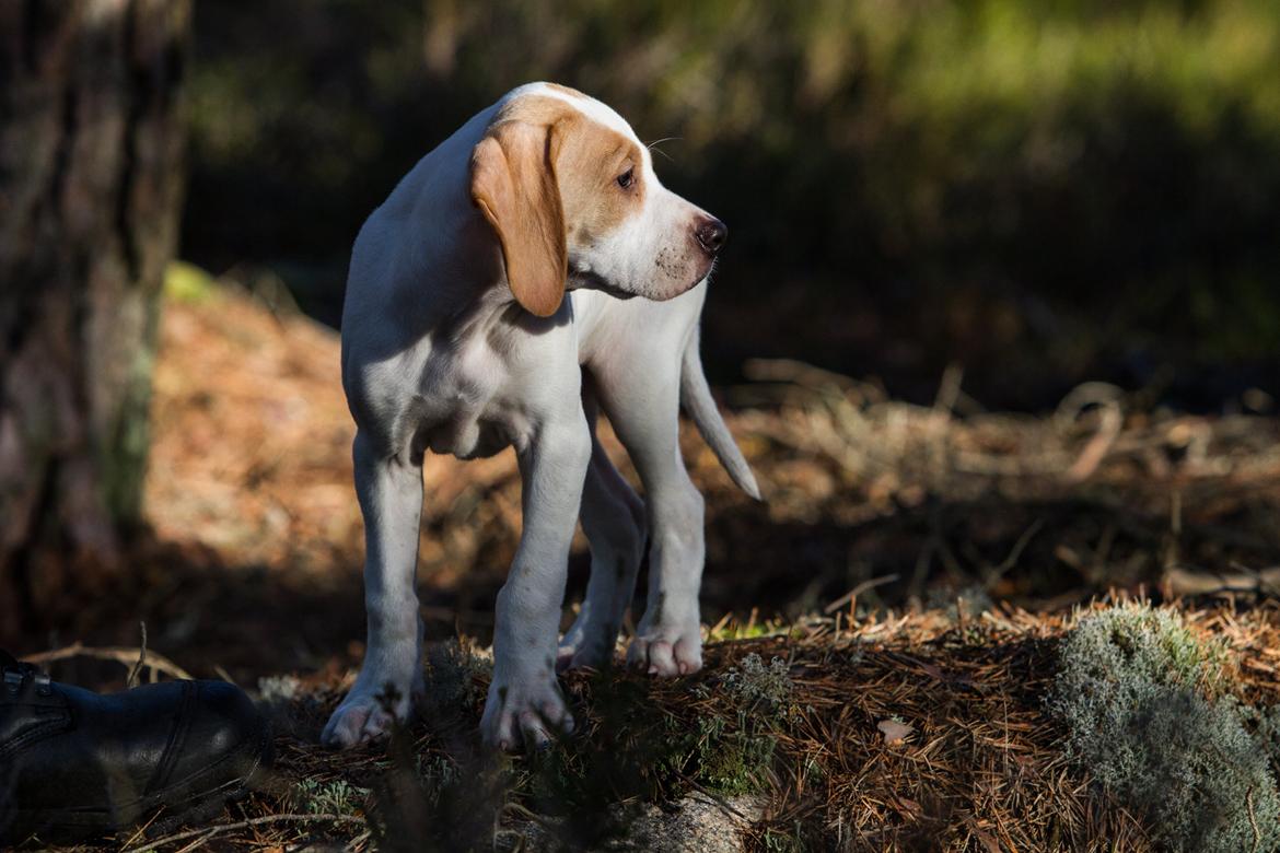 Pointer Tundra - Februar 2015 billede 11